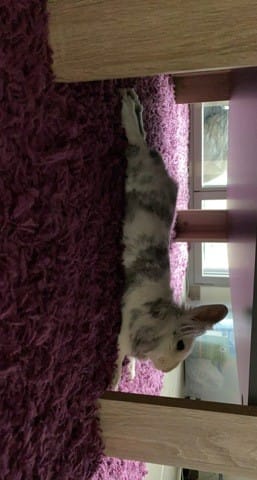 Mon lapin redevient sale !