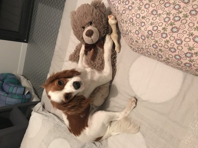 Cavalier King charles