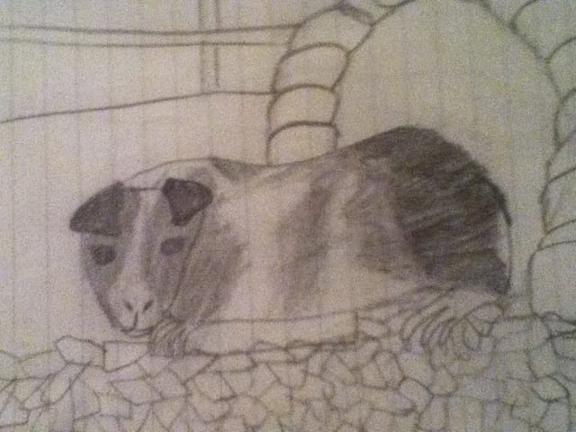 concour:dessin de son animal