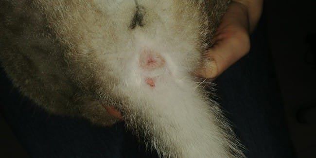 Plaie à la base de la queue