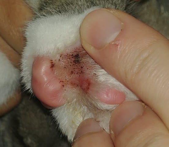 Plaie entre les coussinets