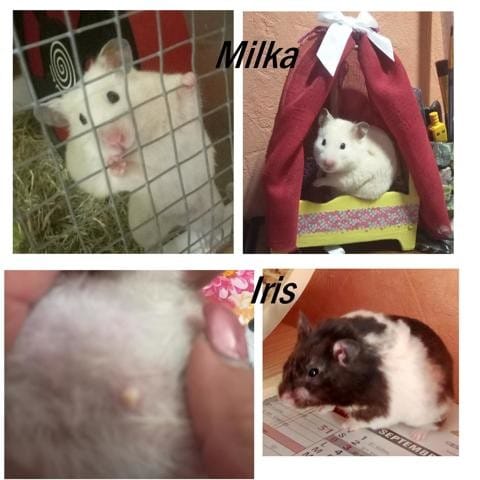 mes 2 hamsters malades bas joue gonflé et bouton sur le ventre.