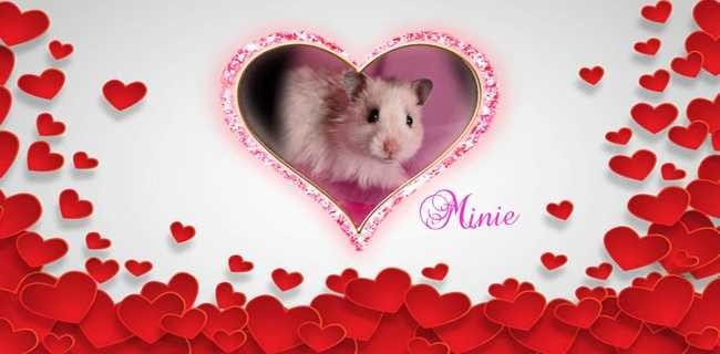 mon hamster a la diarrhé