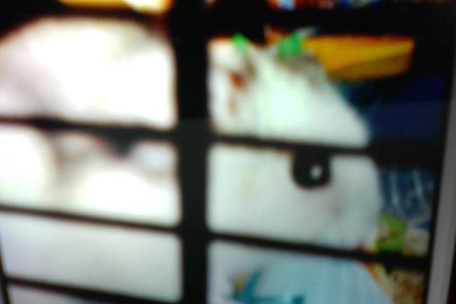 mon hamster Bouboule