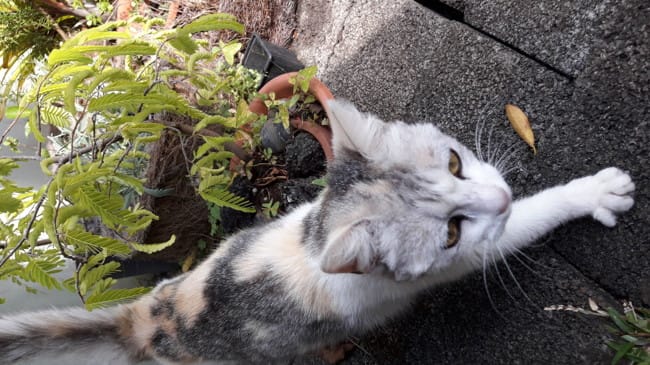 Comment savoir si un chat est abandonné ou perdu... ?
