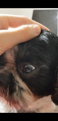 Mon chien a une partie de son oeil bleu