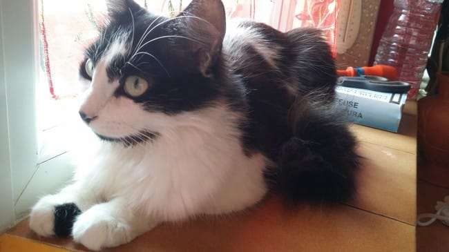 J'aimerais connaître la race de mon chat