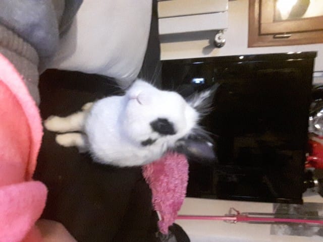 Présentation de vos lapins