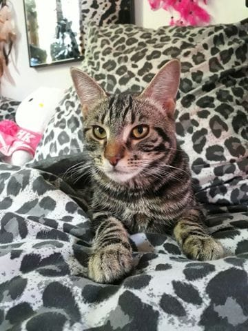 Race , croisement de mon chat