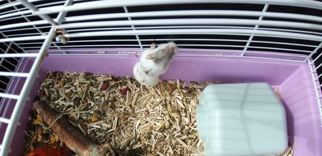 De quelle race est mon hamster ?