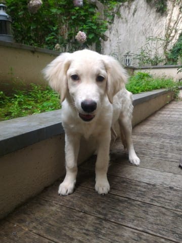 Chiot Golden Retriever (4 mois), terrorisé à son arrivé.