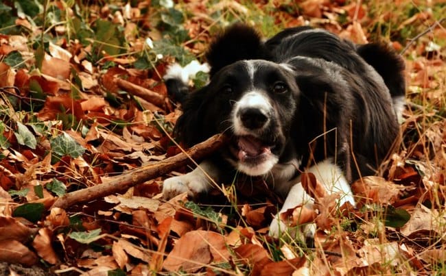 Border collie croisé où pas?