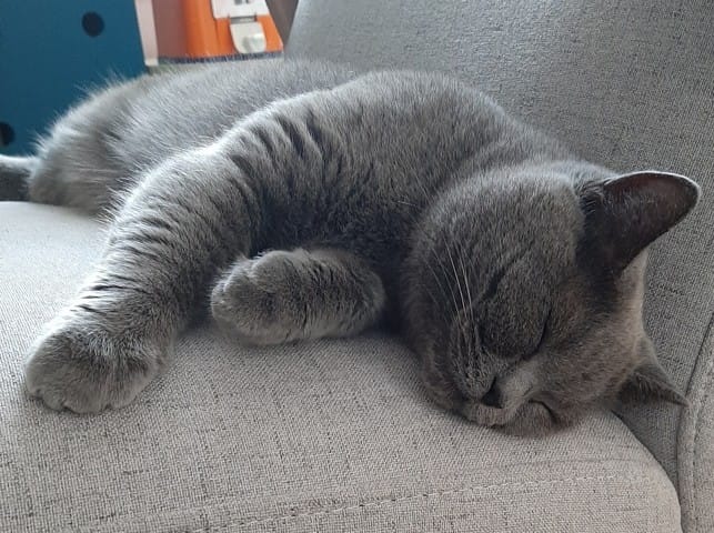 Chartreux ou British Shorthair ??