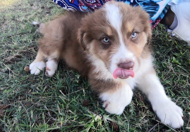 Avis couleur BA rouge tricolore