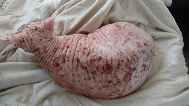 Problème de peau shynx