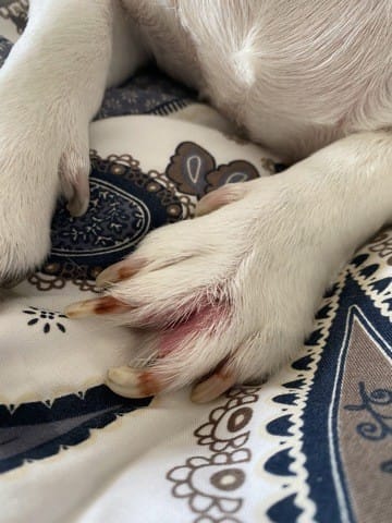 Irritation à la patte