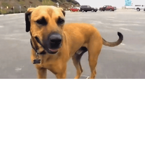 quelle est cette race de chien ? 