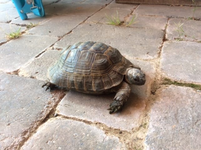 Tortue trouvée: quelle race?