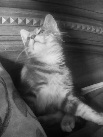 Mon chaton tète les couvertures et **** ses griffes.
