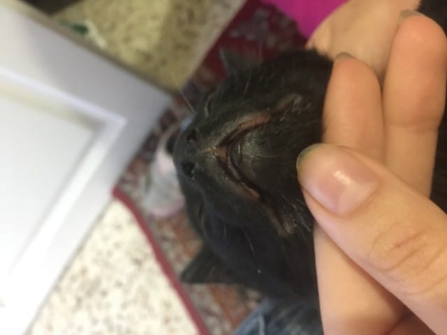 Gonflements au niveaux du bouche