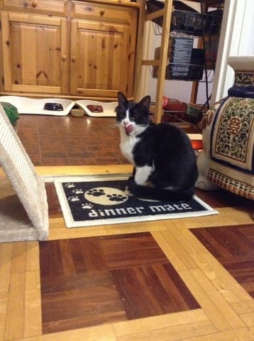 Puis-je m'approprié un chaton?