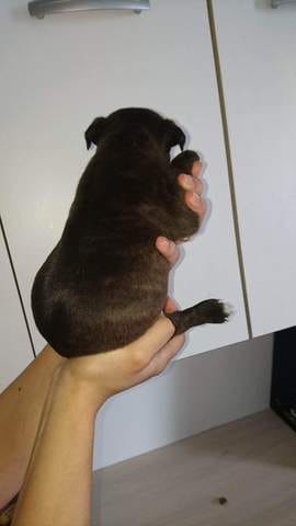 Est-ce vraiment un staffie ?