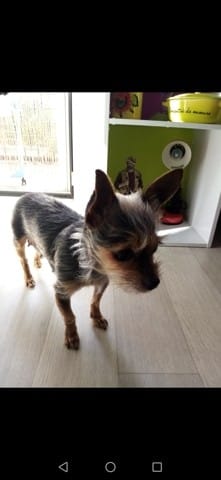 La race de ce chien