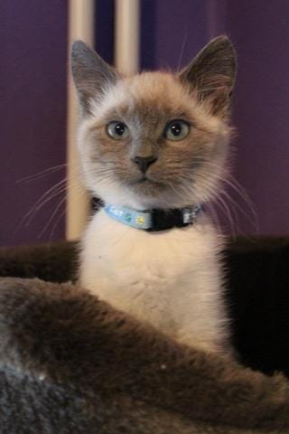Mon chaton est égoiste : que faire? 