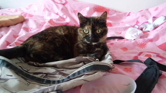 Partageons les photos de nos animaux!