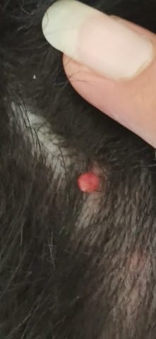 Petite boule rouge sur un chien ?