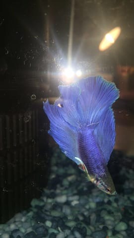 Nom pour mon poisson :D