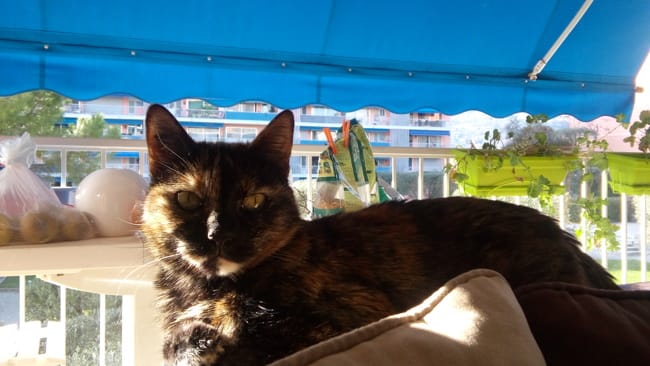 Partageons les photos de nos animaux!!