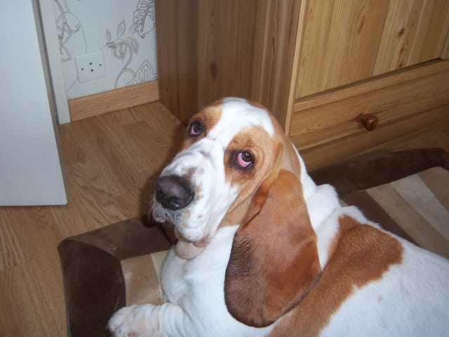votez pour mon chien