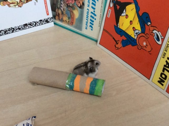 Hamster enceinte ?