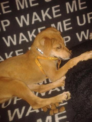 Famille d'accueil d'une petite chienne