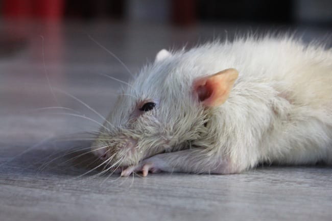 Rémi partis au Paradis des rats...