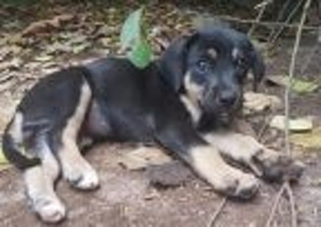 L'arrivé de mon chiot, Paquita