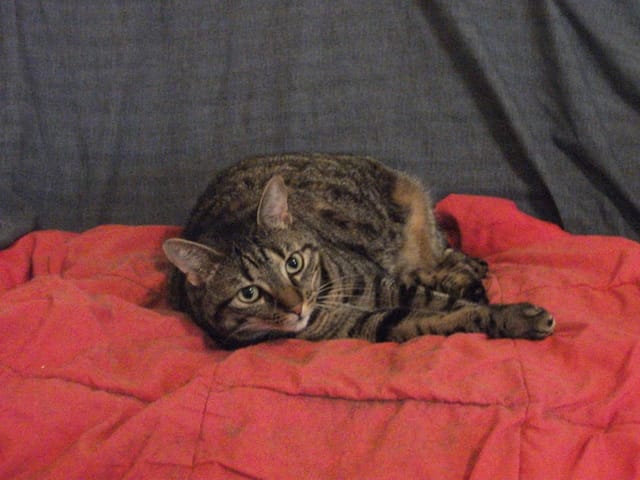 Mon chat va-t-il déprimer pendant mon absence ?