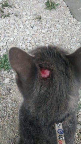 Perte de poils et chair apparente