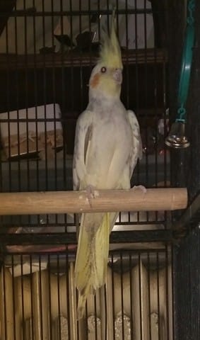 Quel sexe pour ma calopsitte ?