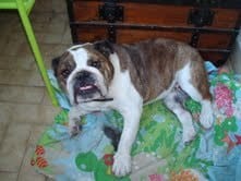 URGENT, bulldog a donner