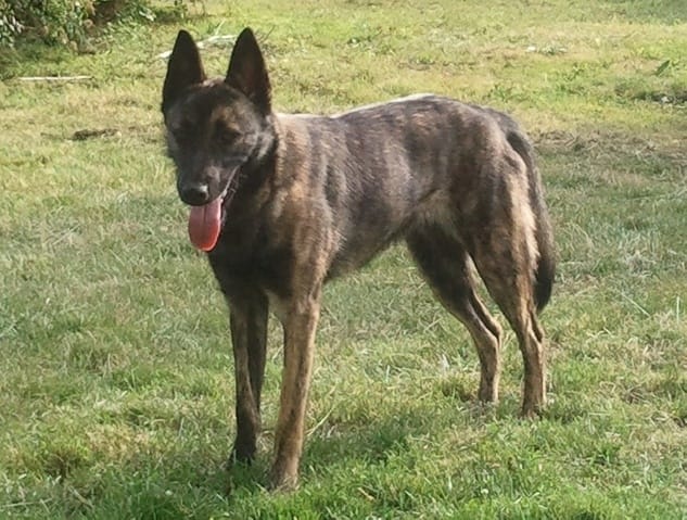 je vais bientot avoir mon chiot