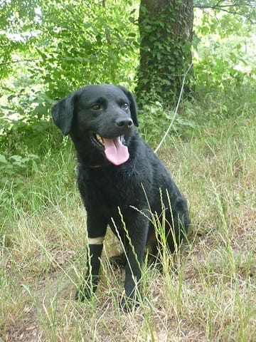 Urgent : cherche F.A pour Tango, un labrador