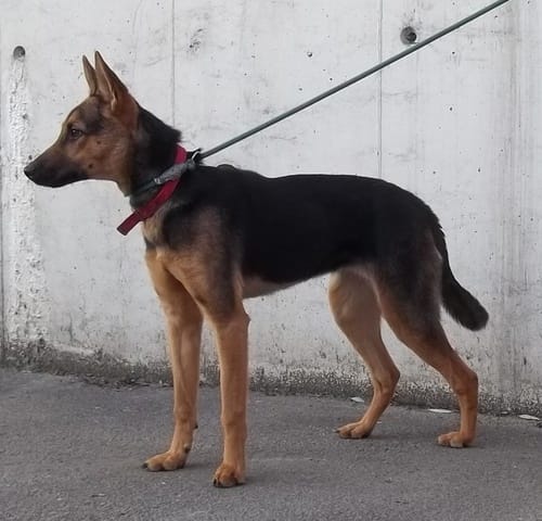 foxy, * berger allemand