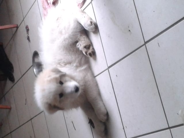 ma petite ilka