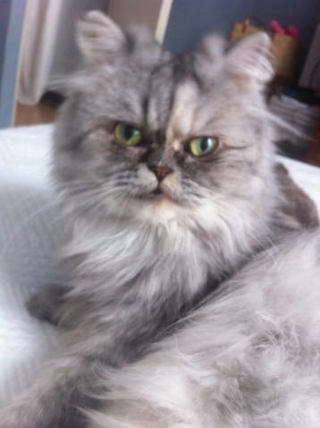 Adaptation entre 2 persans 