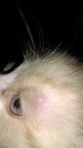 Petite boule dure cutanée