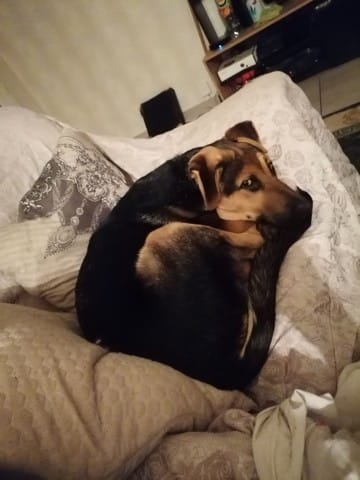 Questionnement race chiot
