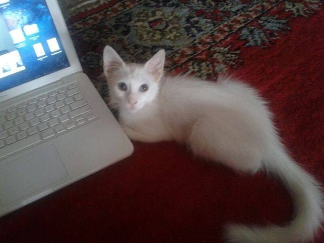 Mon chat est-il type angora turc