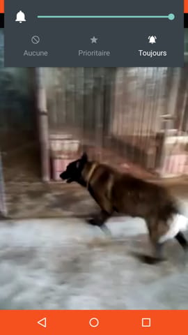 Votre avis sur couple de malinois ?!